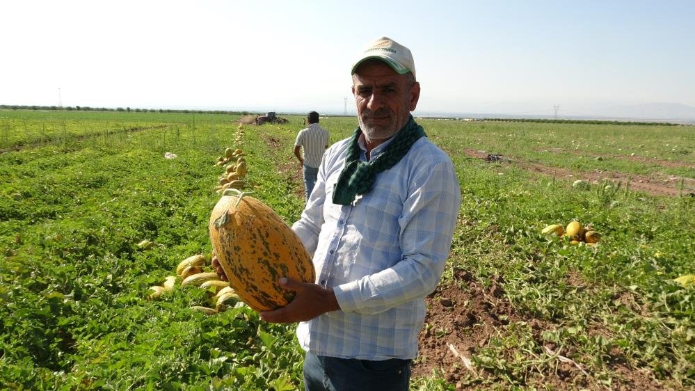 Hasat bereketi yüzleri güldürdü! Kilosu 15 TL’den alıcı buluyor