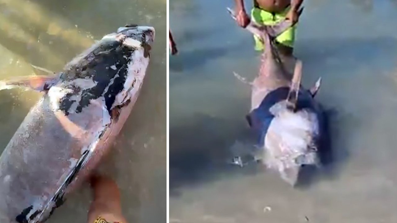 İzmir'de kıyıya vurdular! Uzmanlar altını çizerek uyardı: Kesinlikle tüketmeyin