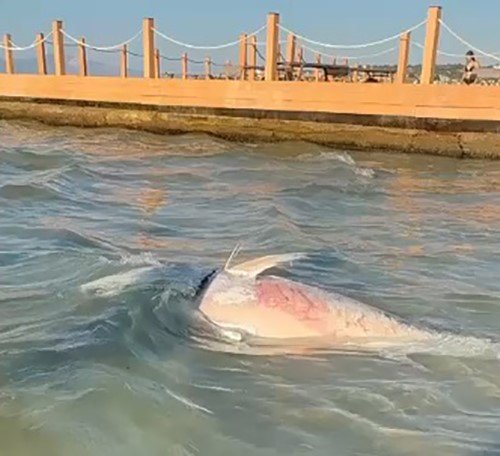İzmir'de kıyıya vurdular! Uzmanlar altını çizerek uyardı: Kesinlikle tüketmeyin