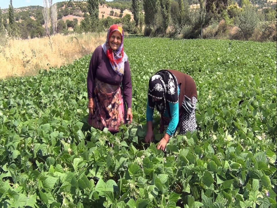 Kilosu 300 liraya satılıyor ama üretici kazanamıyor! Çiftçiler dertli