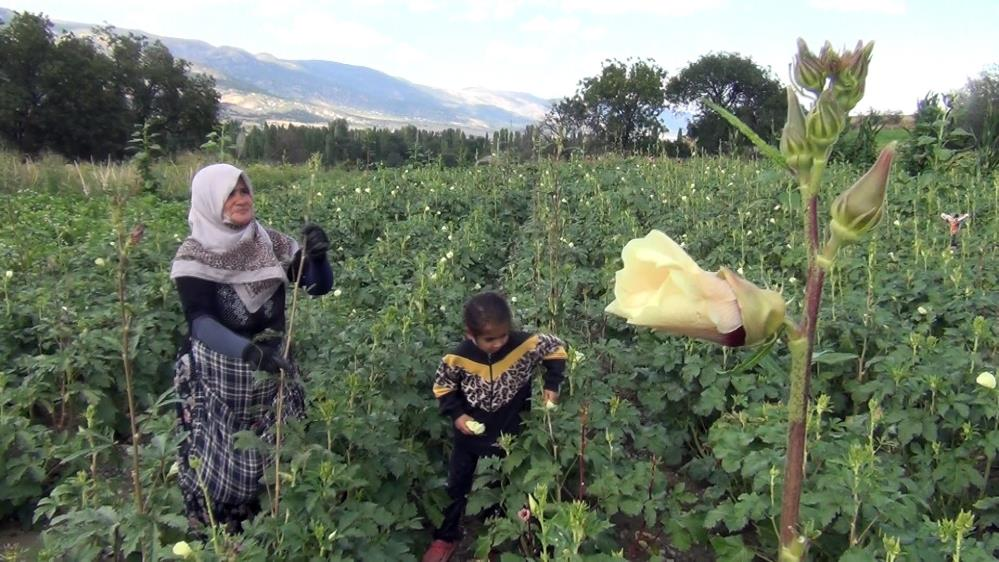 Kilosu 300 liraya satılıyor ama üretici kazanamıyor! Çiftçiler dertli