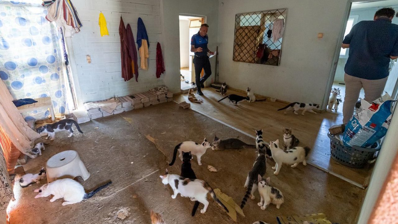 Kötü koku ihbarına giden ekipler 100'e yakın kediyle karşılaştı