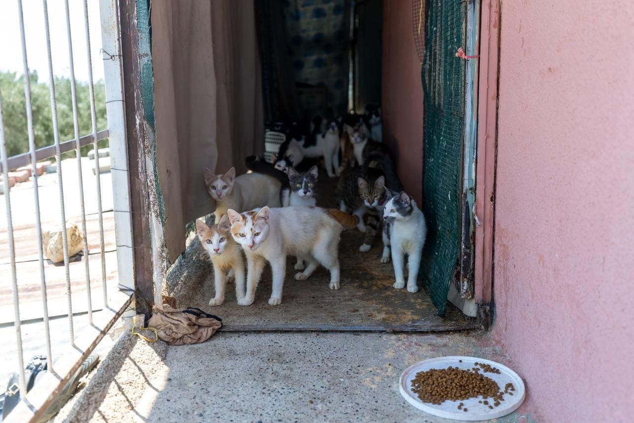 Kötü koku ihbarına giden ekipler 100'e yakın kediyle karşılaştı