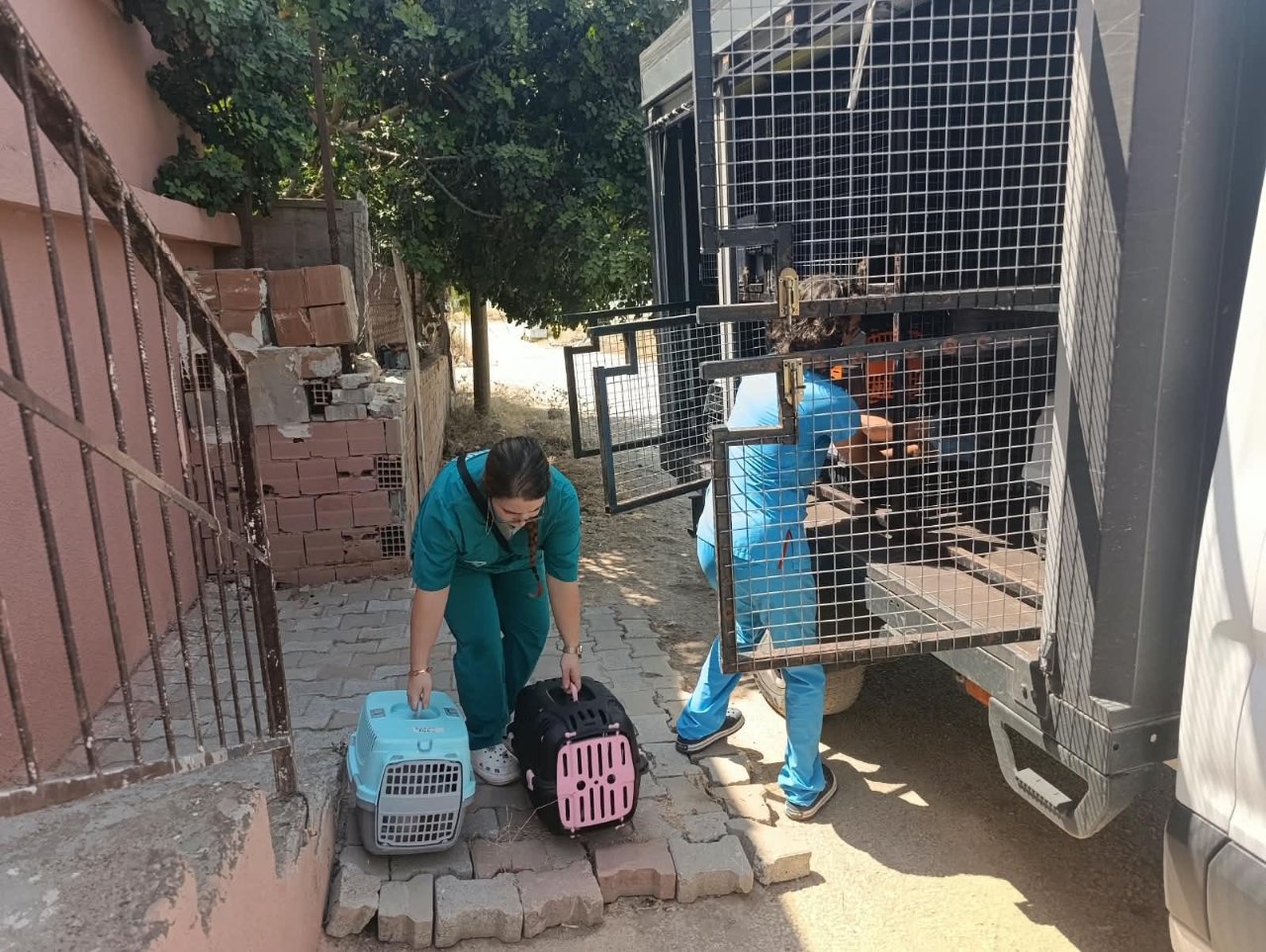 Kötü koku ihbarına giden ekipler 100'e yakın kediyle karşılaştı