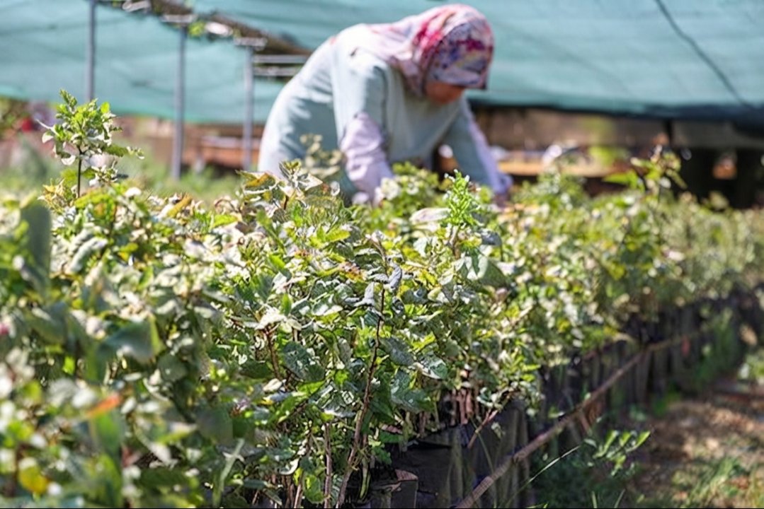 Sezonun ilk ürünü tezgaha çıktı! Fiyatı dudak uçuklattı, kilosu 700 lira  