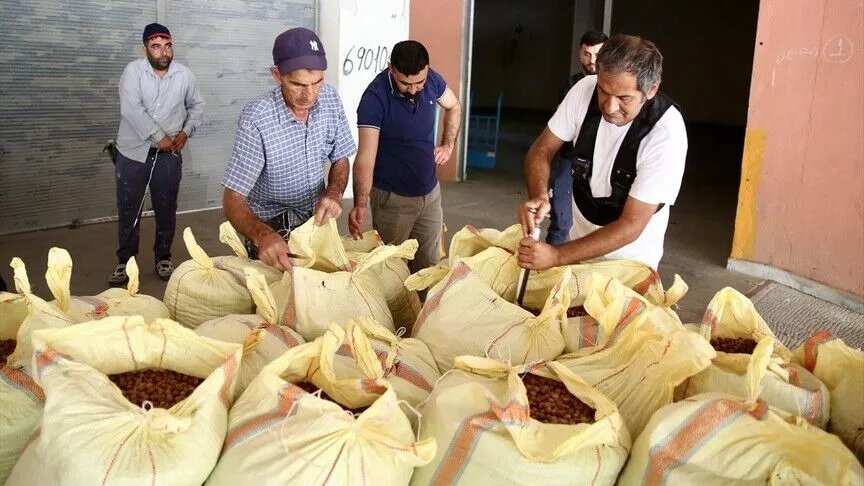 Tek tek teslim ettiler! Üreticilerin gözü buradaydı... Ve alımlar başladı