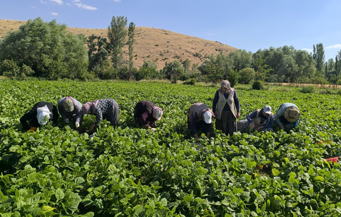 Yöre halkının geçim kaynağı oldu! Kilosu 80 liraya kadar çıkıyor, C vitamini ve antioksidan deposu