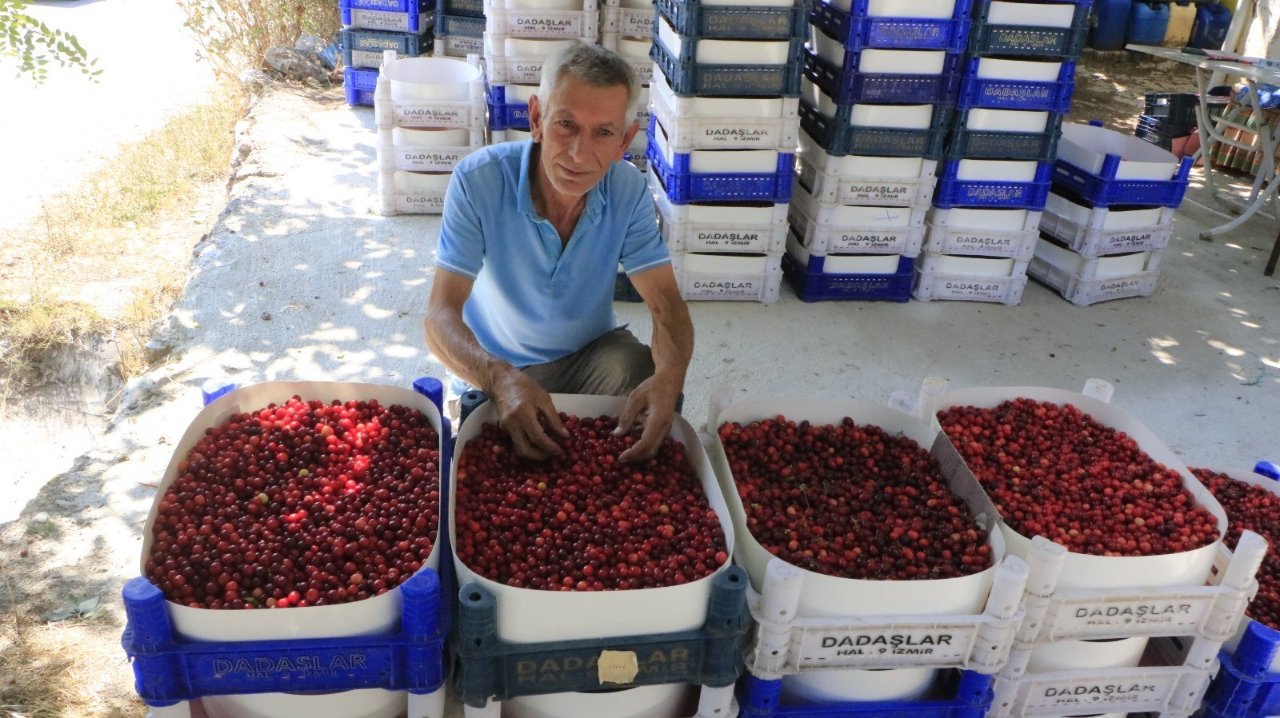 Yöre halkının geçim kaynağı oldu! Kilosu 80 liraya kadar çıkıyor, C vitamini ve antioksidan deposu