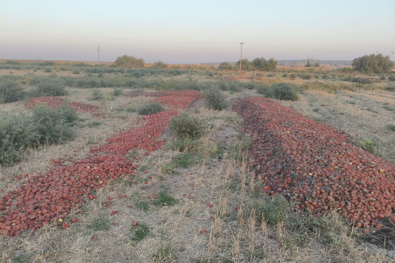 Bursada meraya dökülen domateslerle ilgili Tarım Bakanlığından açıklama geldi
