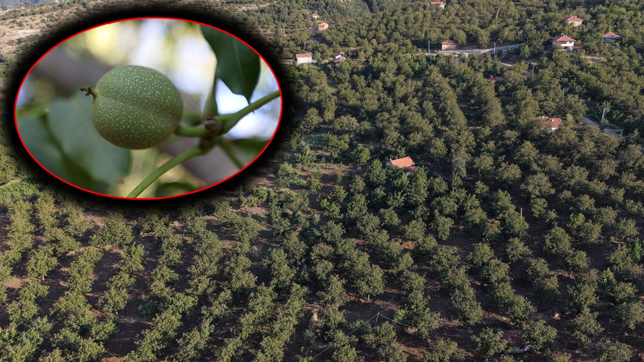 Ceviziyle ünlü ilçede verim yüzde 70 eridi! Bu yıl altın kadar paha olacak