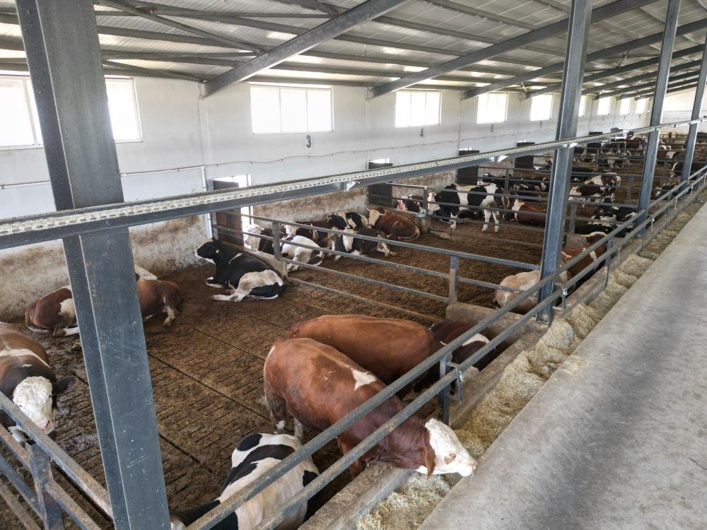 Elektrik işi yapıyordu! Şimdi 200 büyükbaşı var, 20 milyon liralık hibeyle çiftlik kurdu