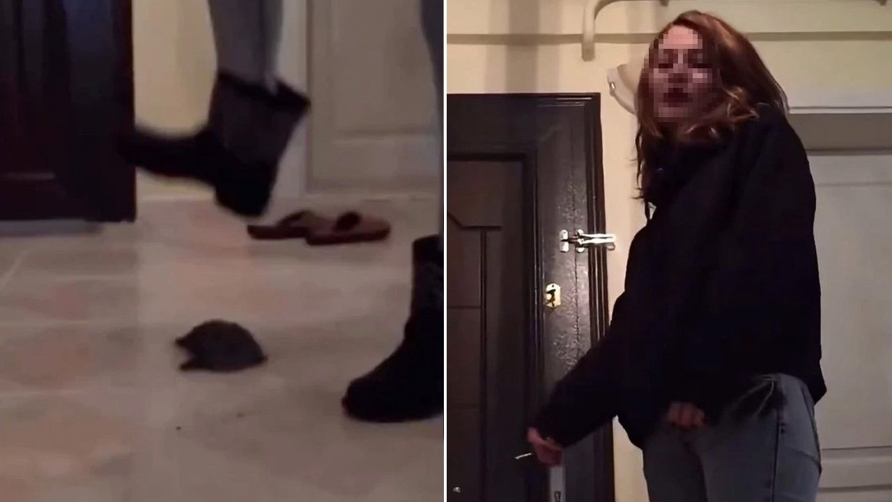 Kaplumbağayı ezerek öldürdü, ekipler harekete geçti! Şüpheli gözaltında