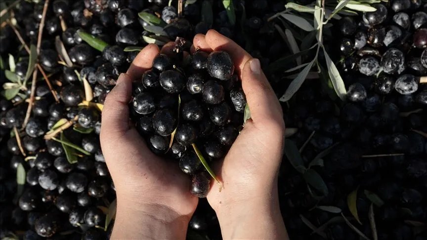 Konkordato ilan etmişti! Türkiye'nin 40 yıllık zeytin markası için yeni gelişme