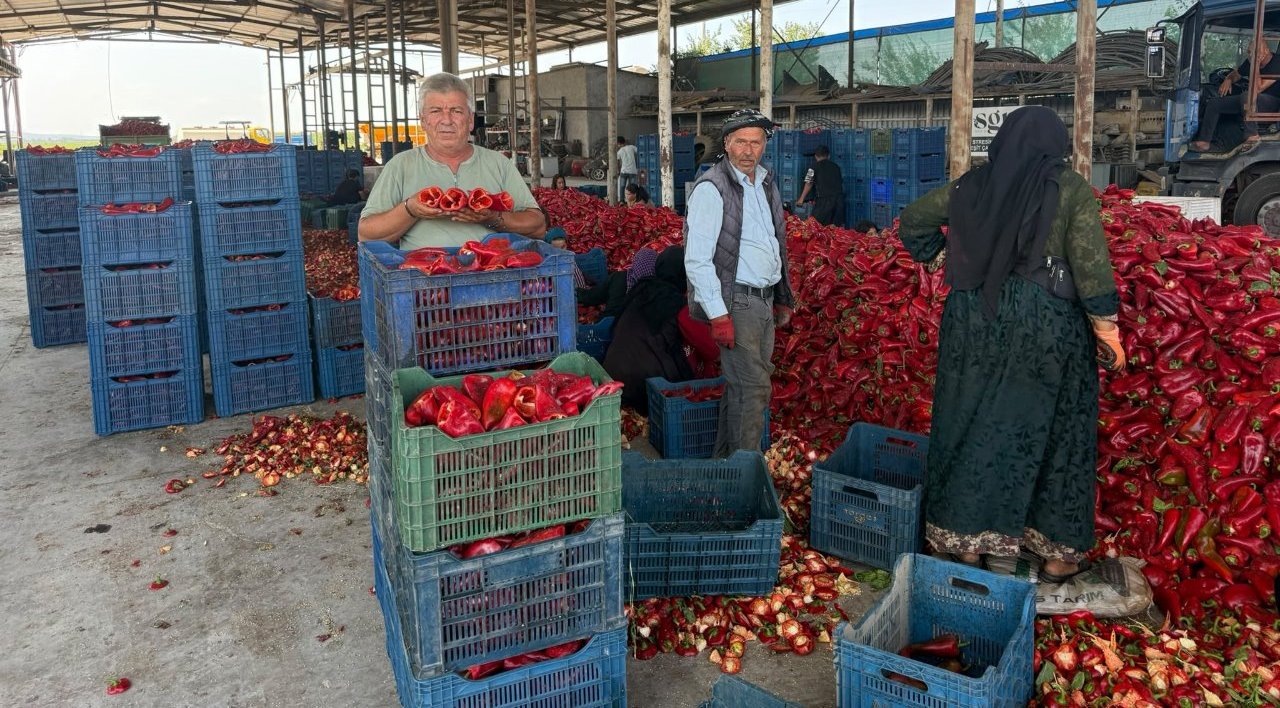 Tarlada büyük fiyat oyunu iddiası! Fabrika alımı durdurdu, üretici zararda