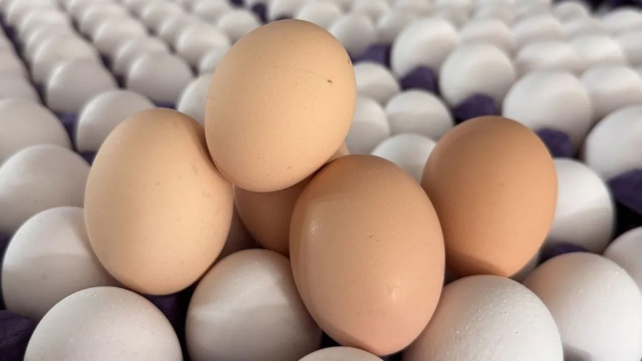 Yumurtalarda salmonella paniği! 306 kişi hastanelik oldu