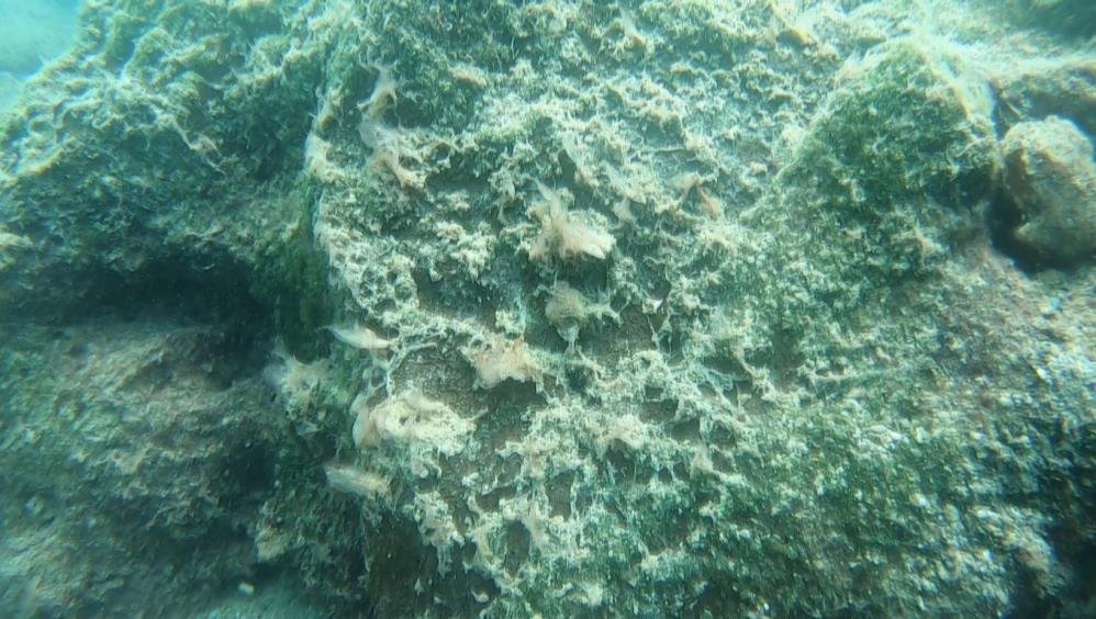 Antalya'da denizin dibi sessiz istila! Uzmanı uyardı: Bunlar bir işaret, önlem almalıyız