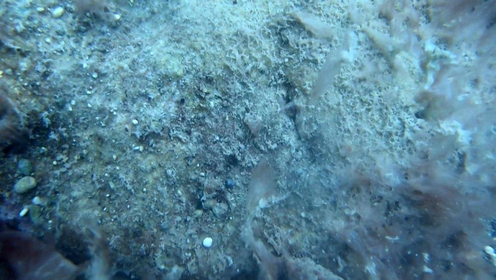 Antalya'da denizin dibi sessiz istila! Uzmanı uyardı: Bunlar bir işaret, önlem almalıyız