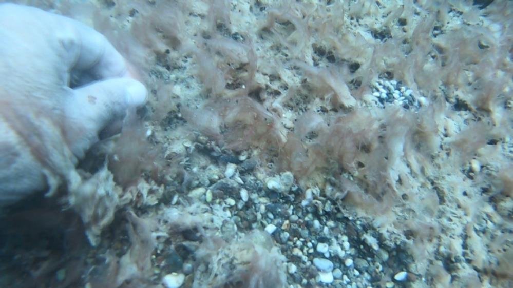 Antalya'da denizin dibi sessiz istila! Uzmanı uyardı: Bunlar bir işaret, önlem almalıyız