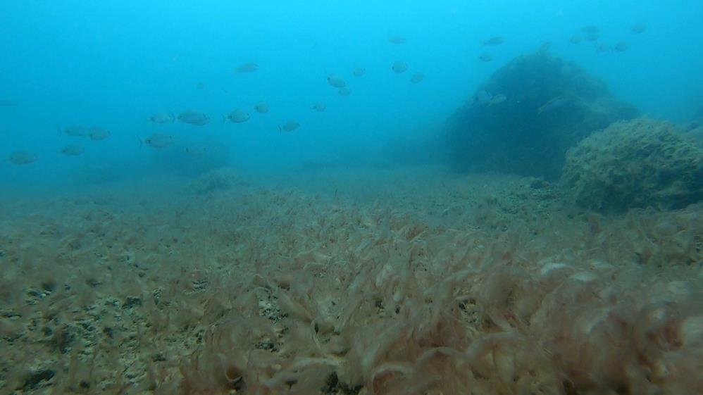 Antalya'da denizin dibi sessiz istila! Uzmanı uyardı: Bunlar bir işaret, önlem almalıyız