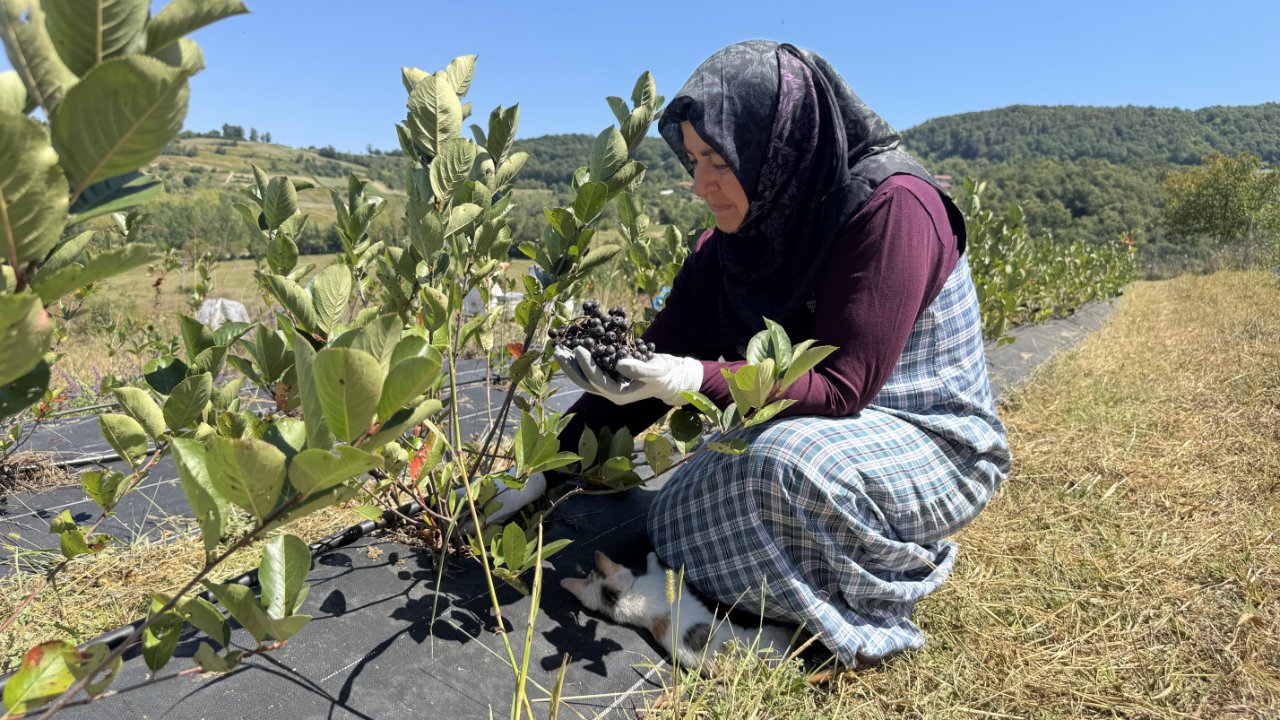 Ceviz yetiştirecekti, “süper meyve”ye yöneldi! Ektiği ürün kapış kapış gidiyor