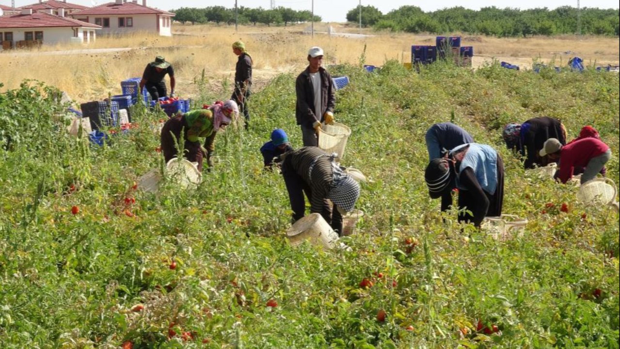 Orta Doğu ve Avrupa’ya ihraç ediliyor! 60 işçiye istihdam sağlıyor, günlük yevmiye 1.350 lira