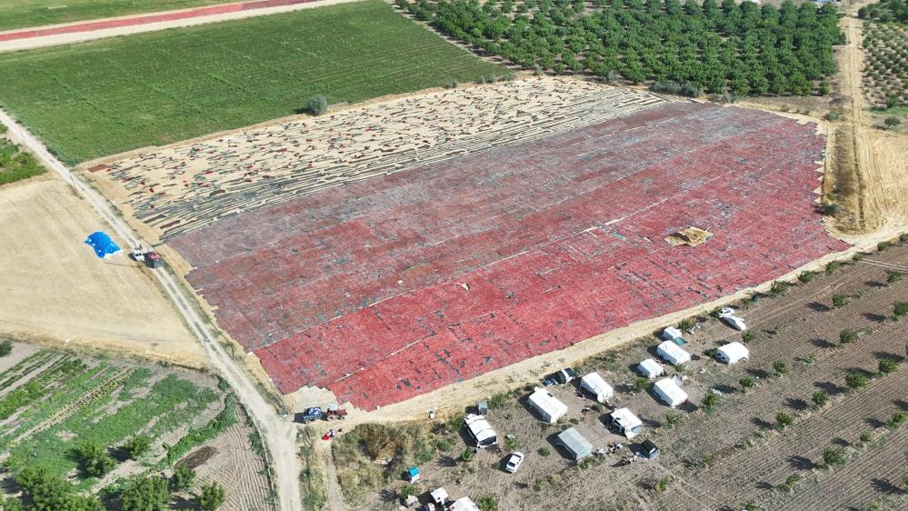Orta Doğu ve Avrupa’ya ihraç ediliyor! 60 işçiye istihdam sağlıyor, günlük yevmiye 1.350 lira