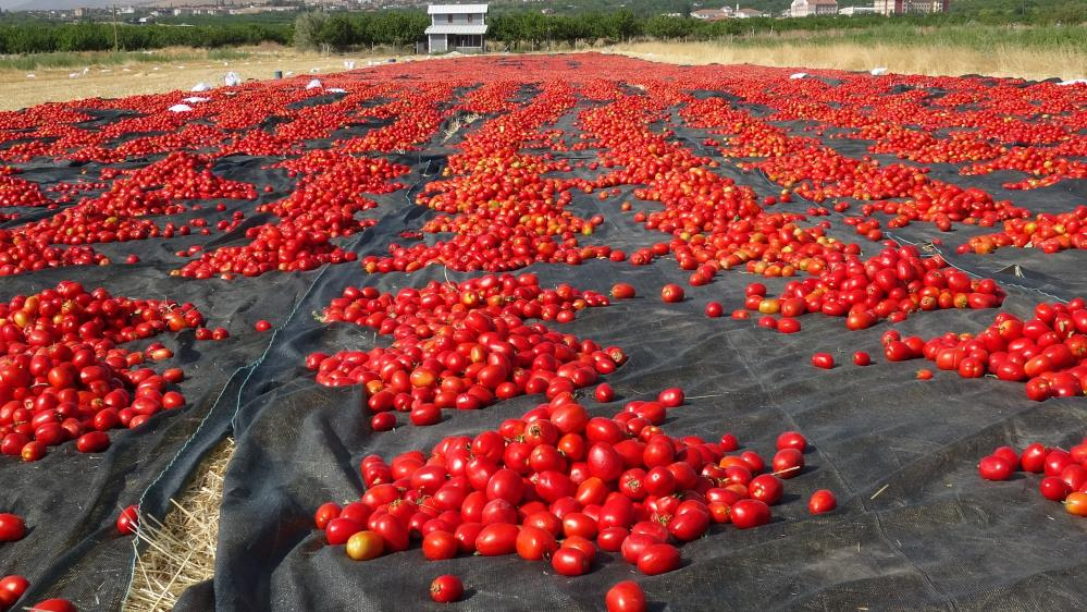 Orta Doğu ve Avrupa’ya ihraç ediliyor! 60 işçiye istihdam sağlıyor, günlük yevmiye 1.350 lira