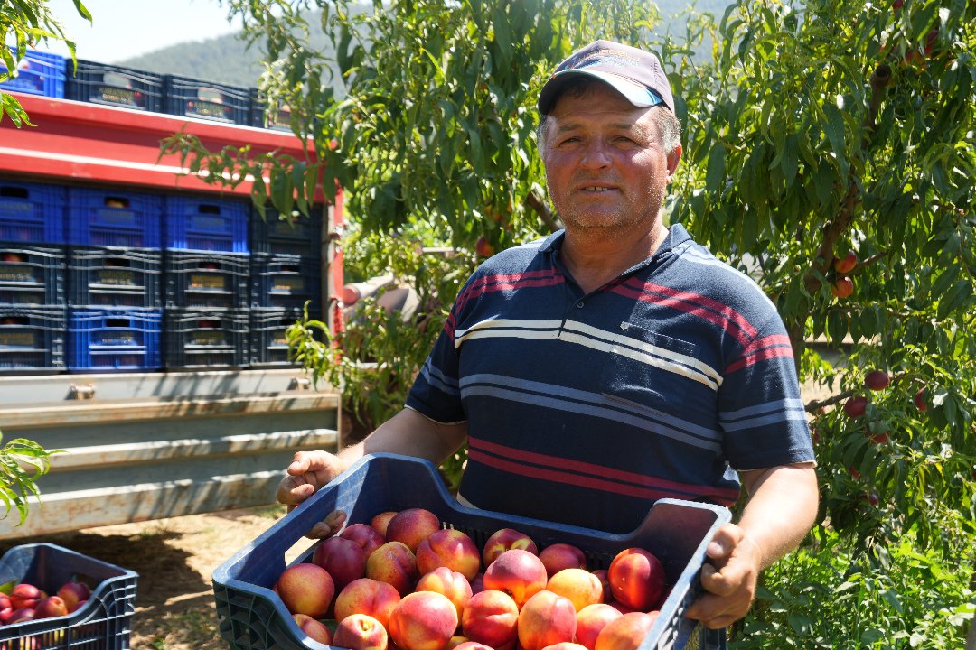 Alım fiyatı dip yaptı! Üreticiler, meyve suyu fabrikalarına tepkili