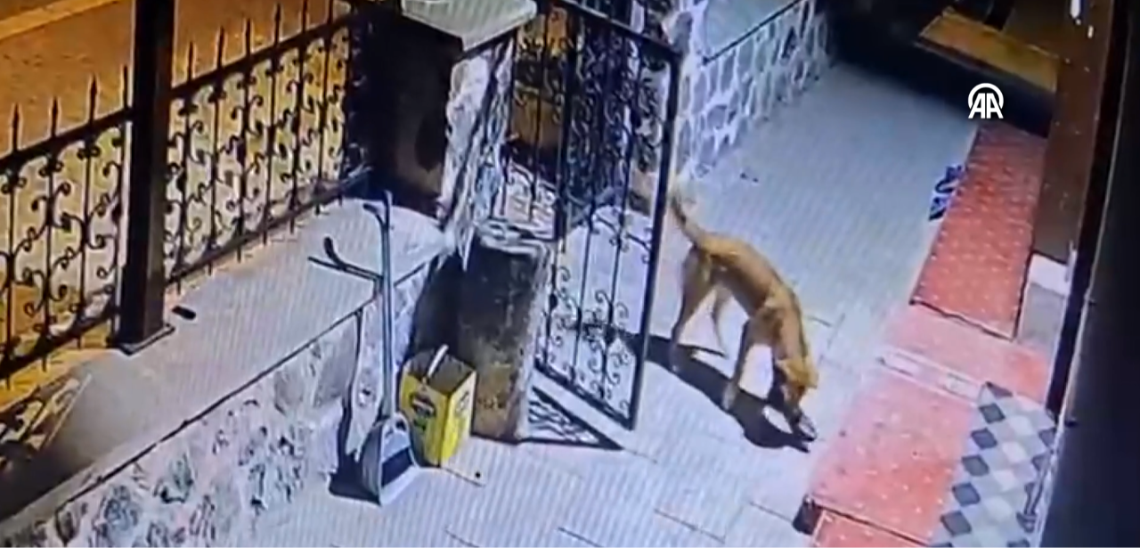 Çankırı'da bir köpek müezzinin ayakkabılarını çaldı