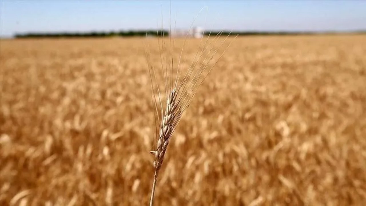 Ekmek için büyük risk! Buğday zirvede, 70 gemi beklemede