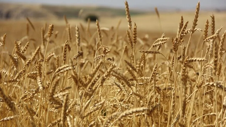 Ekmek için büyük risk! Buğday zirvede, 70 gemi beklemede