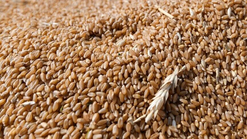 Ekmek için büyük risk! Buğday zirvede, 70 gemi beklemede
