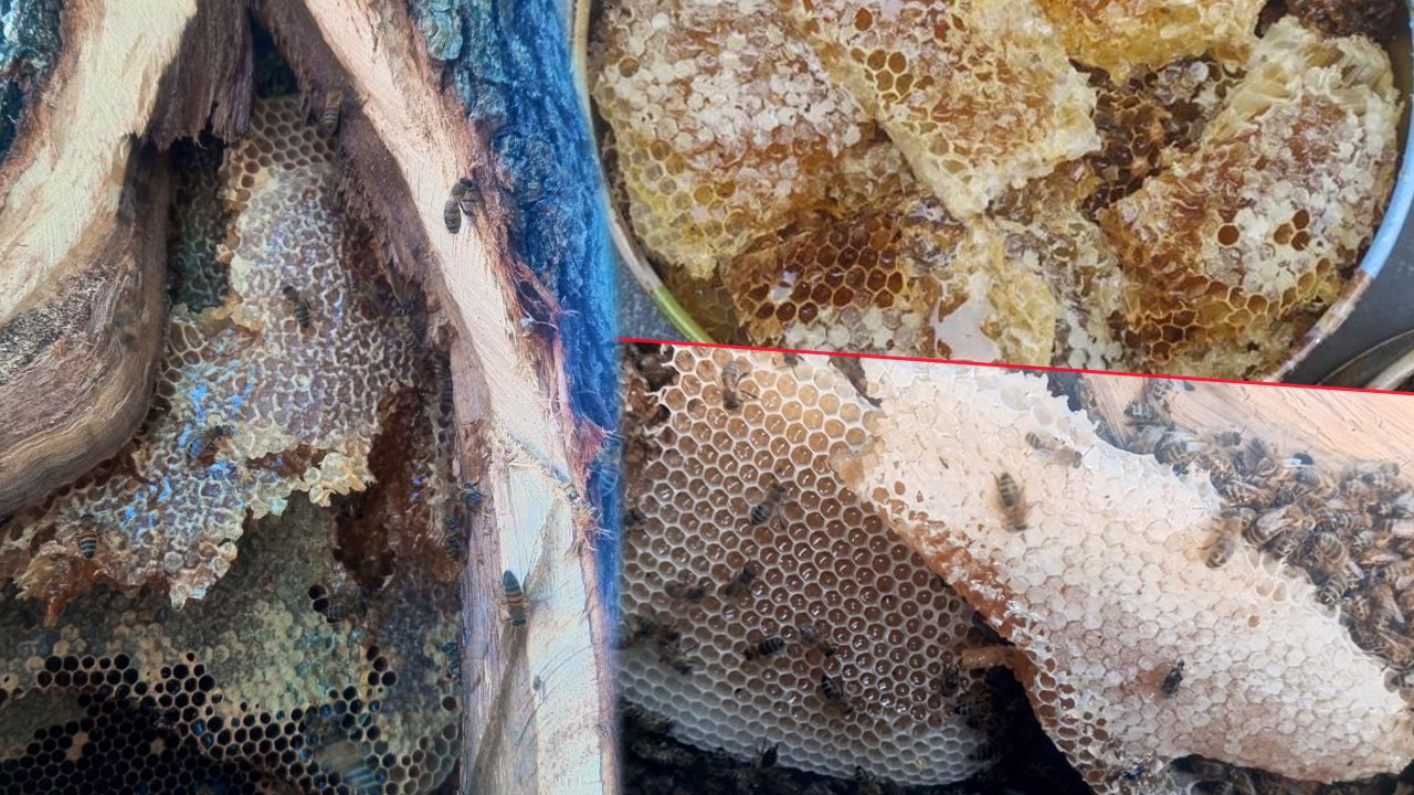 İnsan eli değmeden üretiliyor: Şeker yok, ilaç yok! Kilosu 15 bin lirayı buluyor