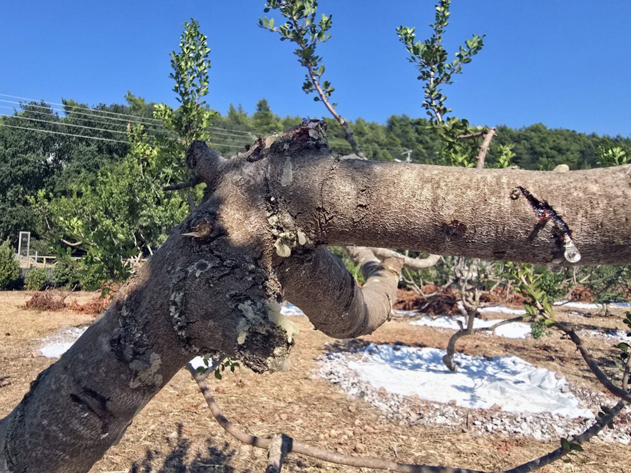 Muğla'da 11 yıl önce ekilmişti, ilk hasat başladı! Kilosu 50 bin lira