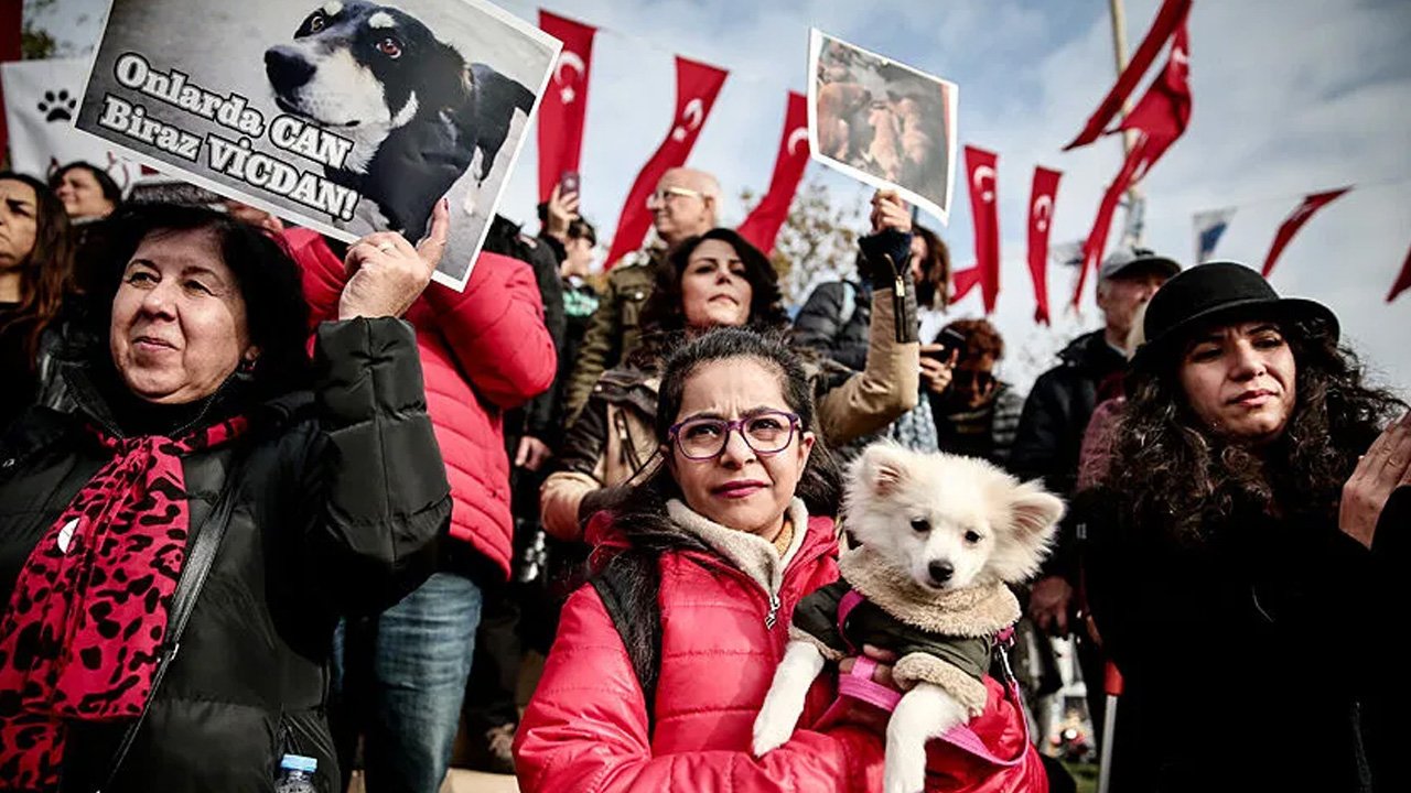 Yavru kediye işkence görüntüleri harekete geçirdi! 2 şüpheliye gözaltı kararı