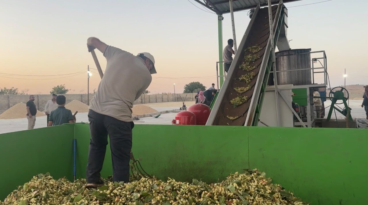 Yeşil altında hasat zamanı! Kilosu 2 bin lira