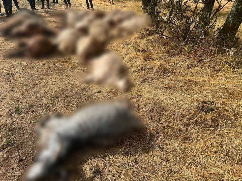 Bitlis’te yıldırım sürüye isabet etti: 36 küçükbaş hayvan telef oldu