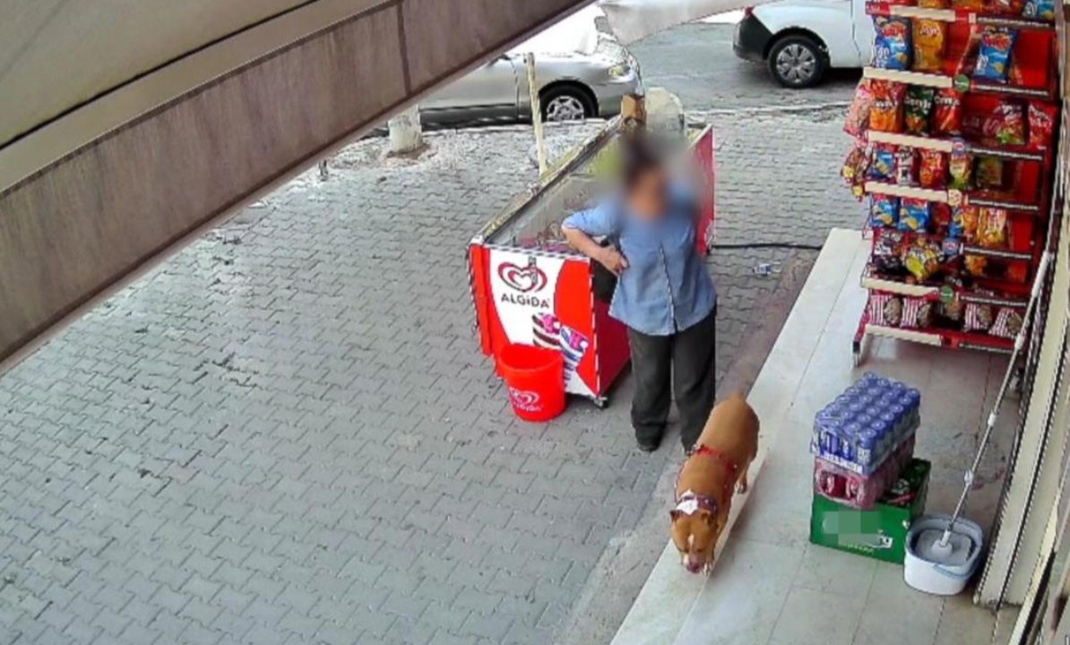 Sokak ortasında pitbull dehşeti! 5 çocuk annesi kadının parmağı koptu