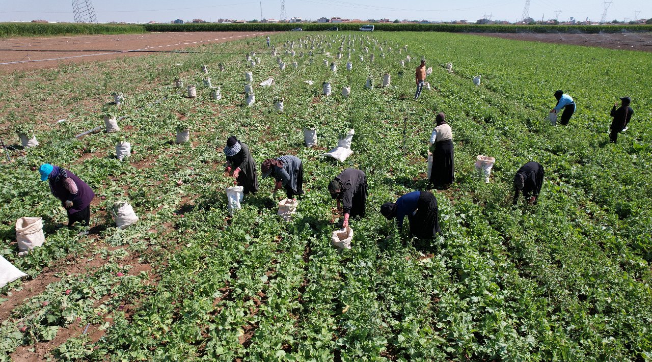 Çiftçi için avantajlı ürün! 45 günde  yetişiyor, kilosu 20 liraya satılıyor