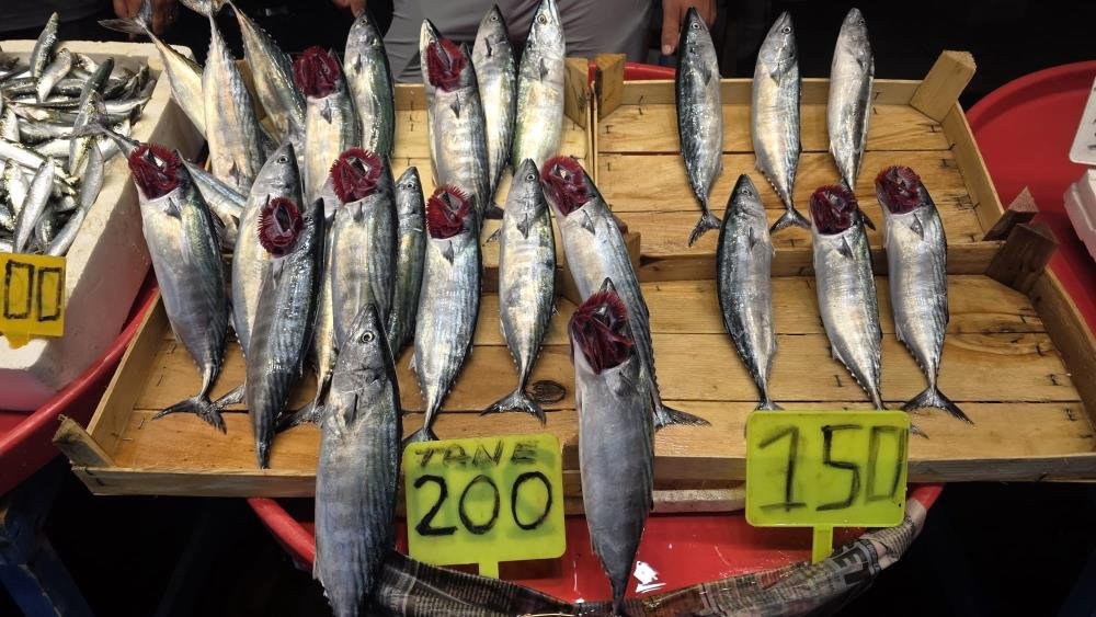 Sezon açılıyor, Palamut vira bismillahı bekliyor! Denizlerde bolluk sinyali