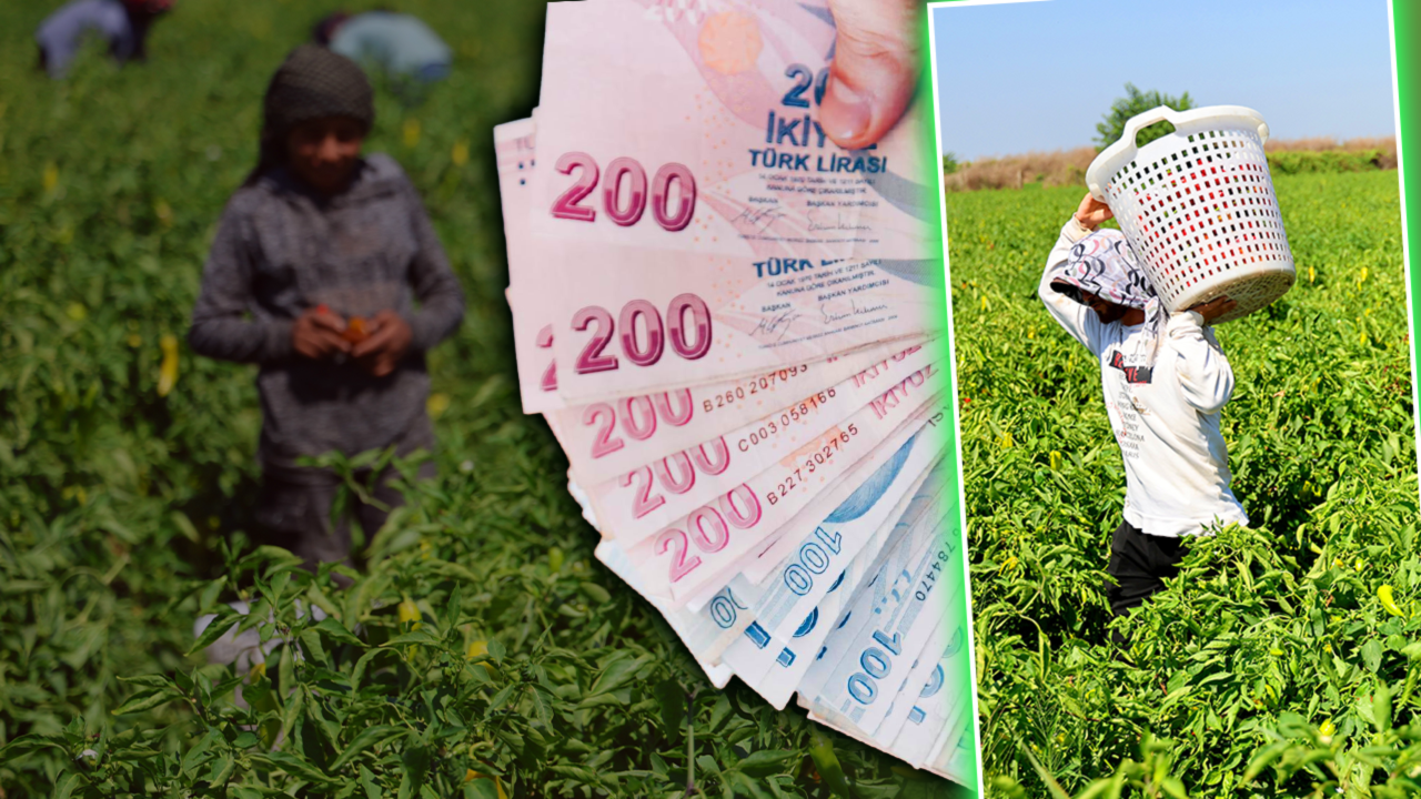 Hasadı başladı! Günlük maaşı 1250 lira, sabah 05:00’de gelip 700 kasa topluyorlar
