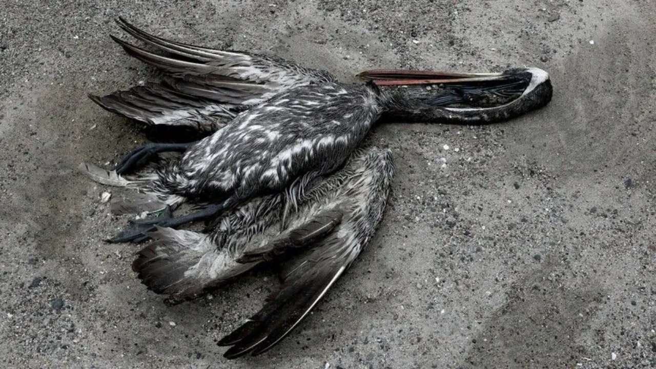 Kuş gribinde korkutan tablo! İlk toplu ölüm gerçekleşti, yetkililerden endişelendiren açıklama
