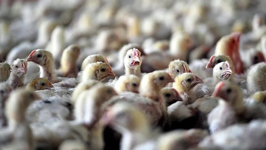 Kuş gribinde korkutan tablo! İlk toplu ölüm gerçekleşti, yetkililerden endişelendiren açıklama