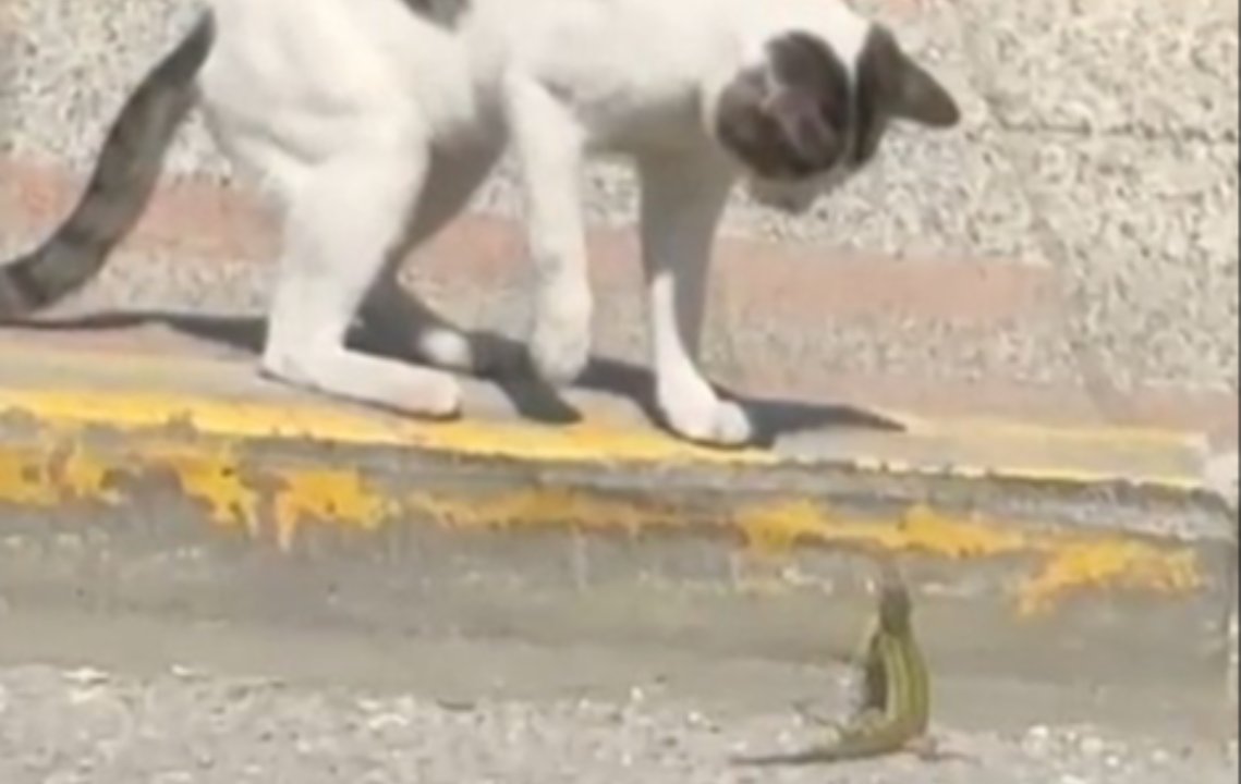 Silivri'de gülümseten anlar! Kedi ve kertenkelenin ilginç kavgası