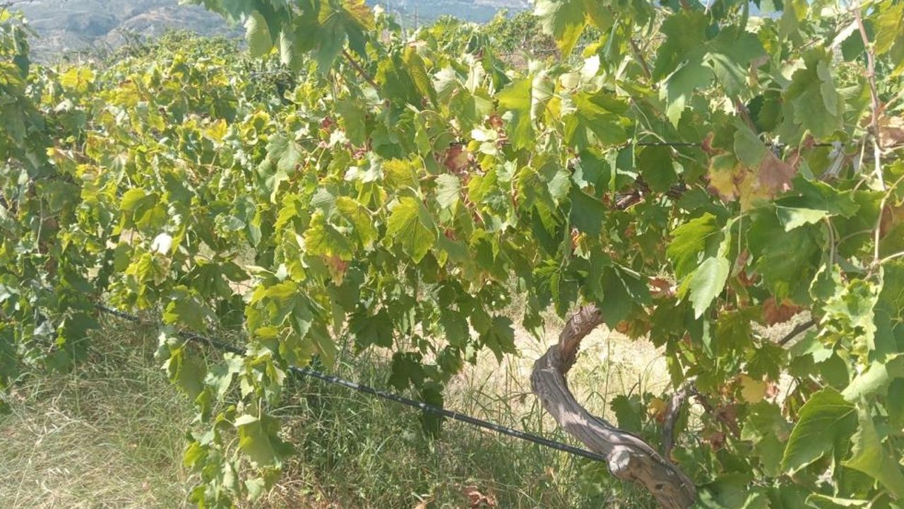 Asmalardaki tonlarca üzümü çaldılar! Çiftçinin zararı büyük