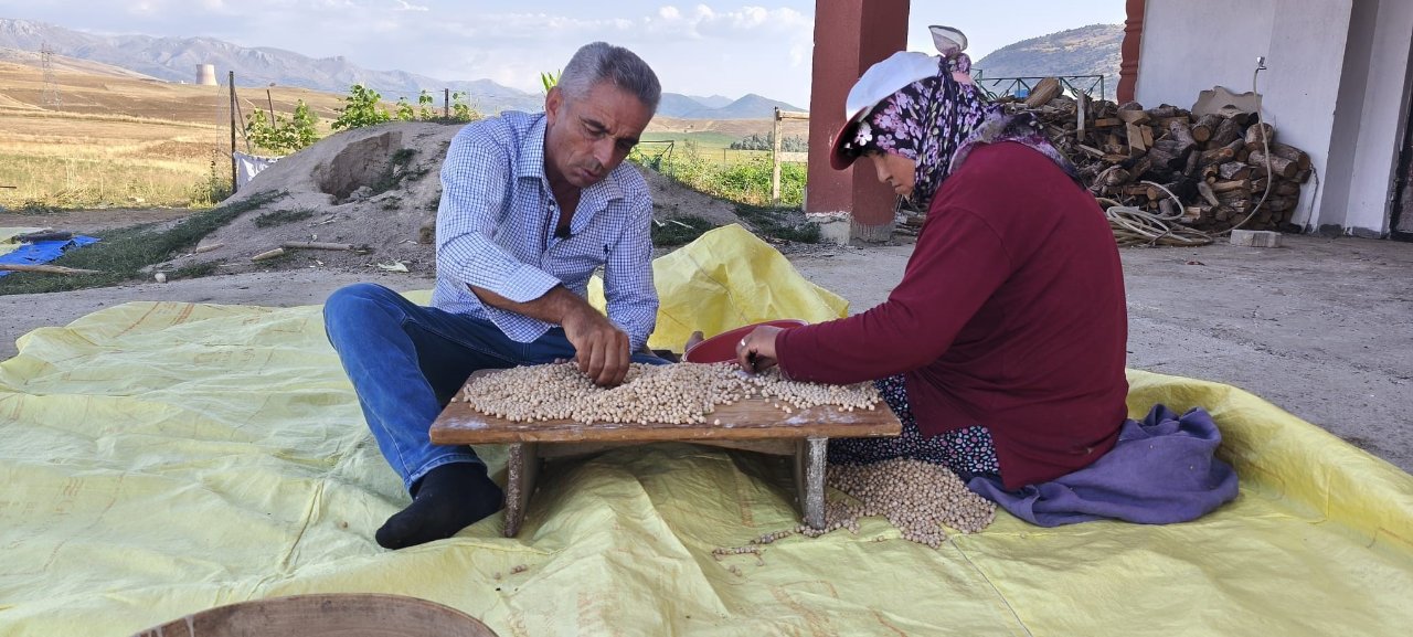 Çiftçi verim ve kaliteden memnun! Hasat başladı, kilosu 100 liradan satılıyor