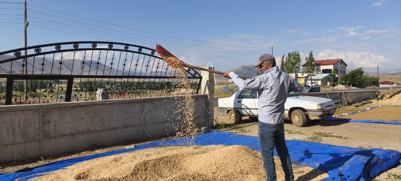 Çiftçi verim ve kaliteden memnun! Hasat başladı, kilosu 100 liradan satılıyor