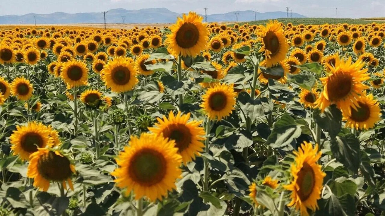 KARADENİZBİRLİK ayçiçeği alımlarına başladı! Hedef 35 bin ton
