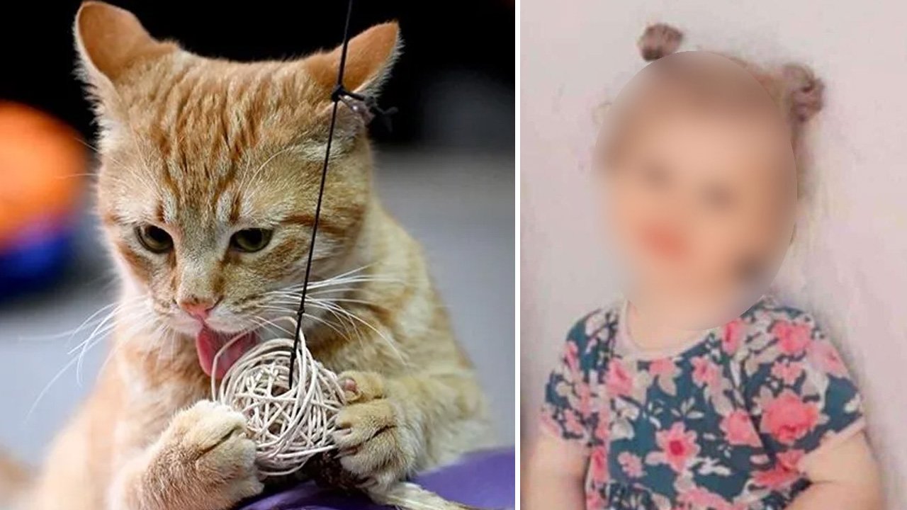 Kedi tırmalamış, kuduz testi pozitif çıkmıştı! 3 yaşındaki çocuktan acı haber