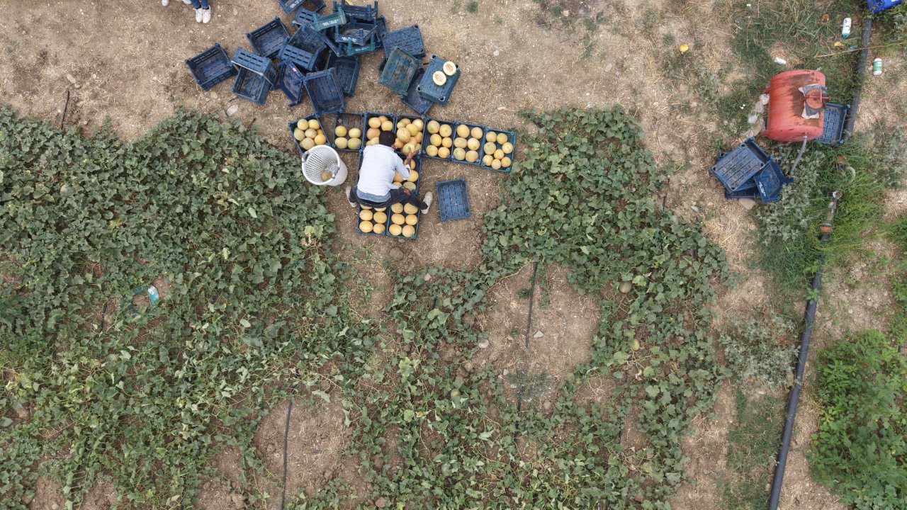 Aracıları devre dışı bıraktı, kavunun kilo fiyatı 10-15 lira ucuzladı